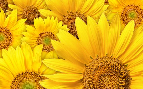 电容麦克风什么牌子好排行榜