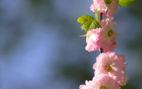 伊姿奈尔怎么样