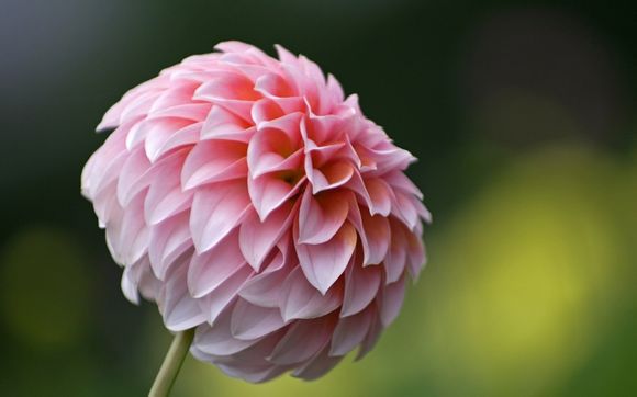 手袋高车多少钱