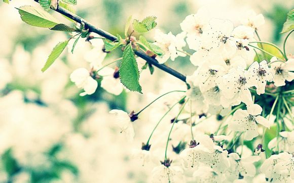 赛风 有什么限制