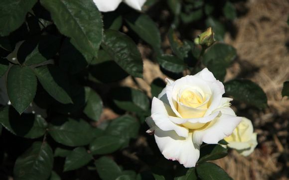 社工编属于什么