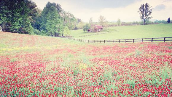 凯亚菲怎么样进货